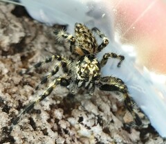 Epipompilus insularis