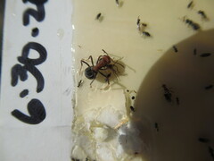 Formica integra