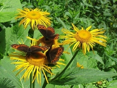Erebia ligea