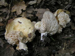 Lactarius acerrimus