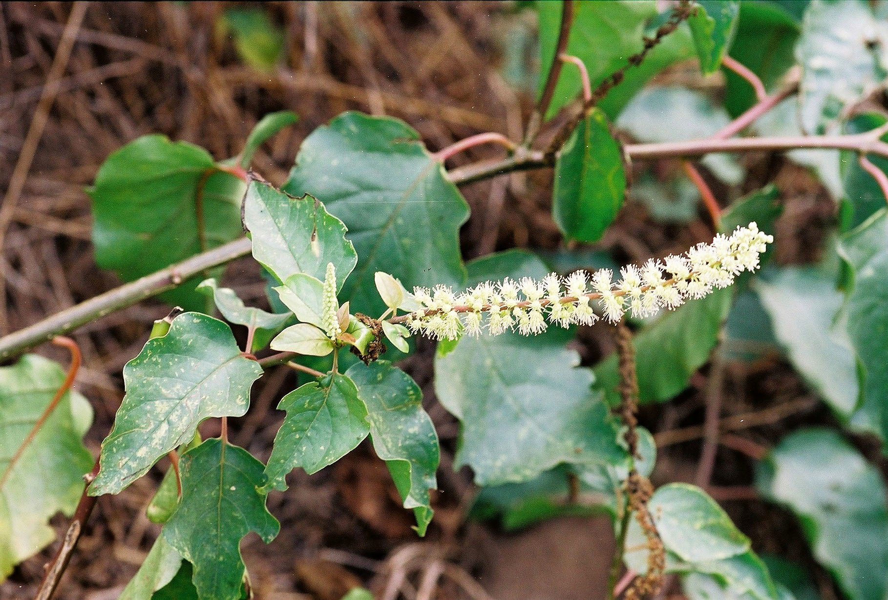 Phytolacca dodecandra