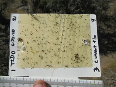 Formica integra