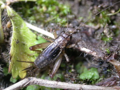 Pteronemobius lineolatus