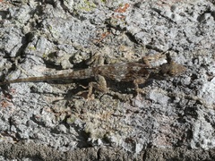 Anolis pentaprion