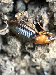 Amphasia interstitialis