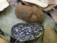 Melanogaster ambiguus