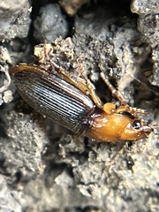 Amphasia interstitialis