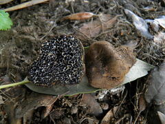 Melanogaster ambiguus