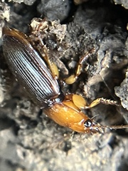 Amphasia interstitialis