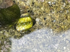Littorina scutulata
