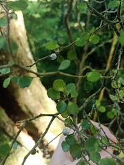 Melicytus micranthus