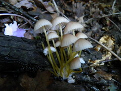 Mycena renati