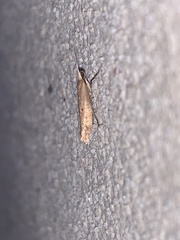 Ypsolopha ochrella