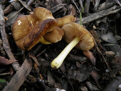Pluteus romellii