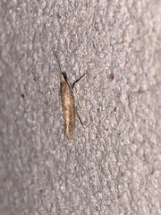Ypsolopha ochrella