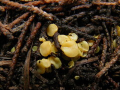 Pseudoboubovia benkertii