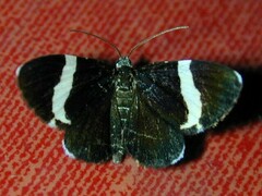 Trichodezia albovittata