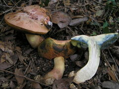 Rubroboletus lupinus