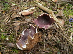 Sarcosphaera coronaria