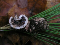 Schenella pityophila