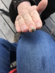 Paropsisterna bimaculata