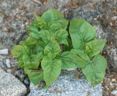Mirabilis jalapa