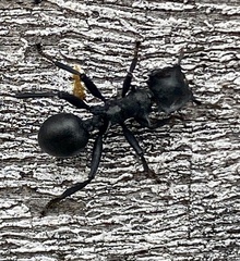 Cephalotes atratus