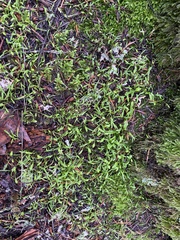 Plagiobothrys scouleri