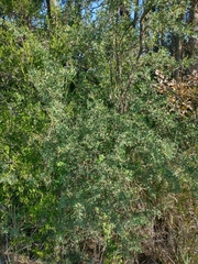 Geoffroea decorticans