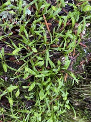 Plagiobothrys scouleri