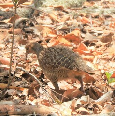 Ortygornis pondicerianus
