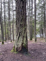 Chaenotheca furfuracea