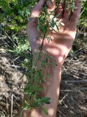 Geoffroea decorticans