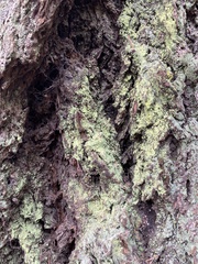 Chaenotheca furfuracea