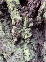 Chaenotheca furfuracea