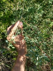 Geoffroea decorticans