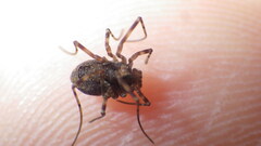 Platybunus