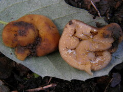 Tuber excavatum