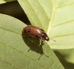 Chrysomela mainensis