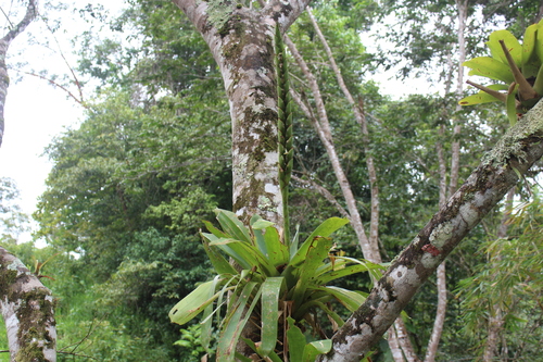 Werauhia gladioliflora (Werauhia gladioliflora)