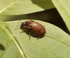 Chrysomela mainensis