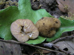 Tuber excavatum