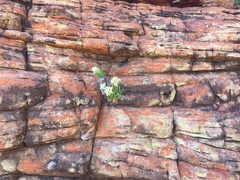 Cremnothamnus thomsonii