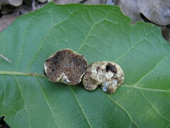 Wakefieldia macrospora