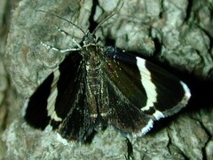 Trichodezia albovittata