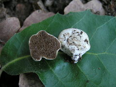 Wakefieldia macrospora