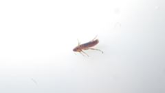 Megabothris turbidus