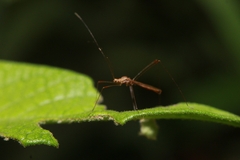 Metacanthini