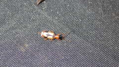 Demetrias imperialis