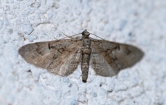Eupithecia oxycedrata